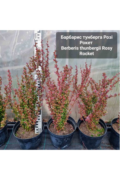 Барбарис Розі Рокет  - 5л/вис.40-55см/Ø20-25см